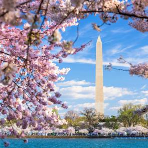 آلبوم عکس شکوفه‌های درخت‌های گیلاس شهر واشنگتن #10