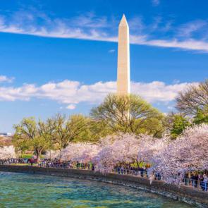 آلبوم عکس شکوفه‌های درخت‌های گیلاس شهر واشنگتن #11