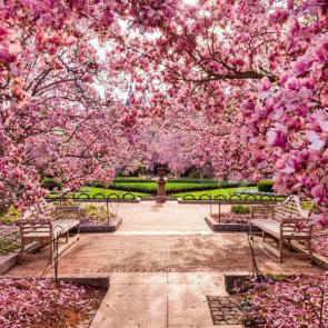 آلبوم عکس شکوفه‌های درخت‌های گیلاس شهر واشنگتن #12