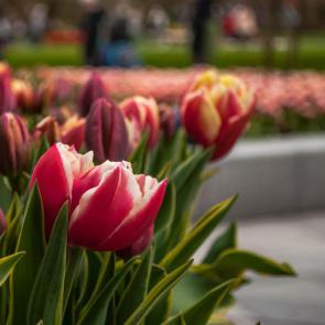 آلبوم عکس کوکنهوف، بزرگترین باغ گل دنیا در هلند #26