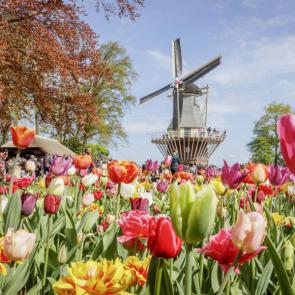 آلبوم عکس کوکنهوف، بزرگترین باغ گل دنیا در هلند #25