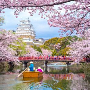 The Japanese cherry blossom forecast