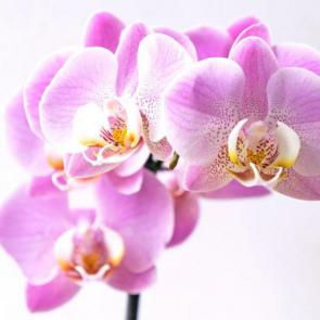 #2 Orchids flowers