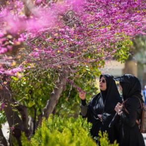 عکسی از نوروز در باغ ارم شیراز