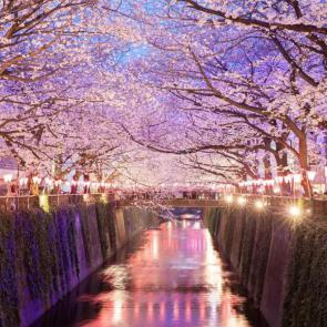 آلبوم عکس شکوفه های شهر توکیو 16#
