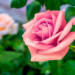 آلبوم عکس زیباترین گل های رز | عکس های پس زمینه گل های رز