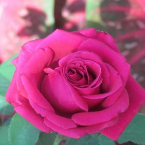 زیباترین گل های رز 10#