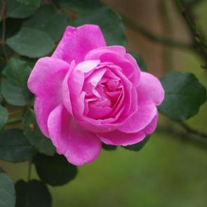 زیباترین گل های رز 14#