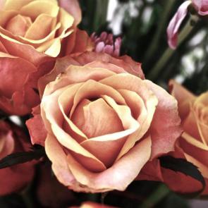 زیباترین گل های رز 16#