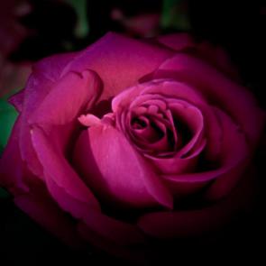زیباترین گل های رز 17#