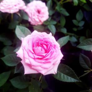زیباترین گل های رز #21
