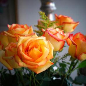 زیباترین گل های رز 23#