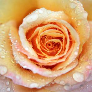 زیباترین گل های رز 24#