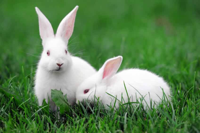 زندگی خرگوش‌ها
