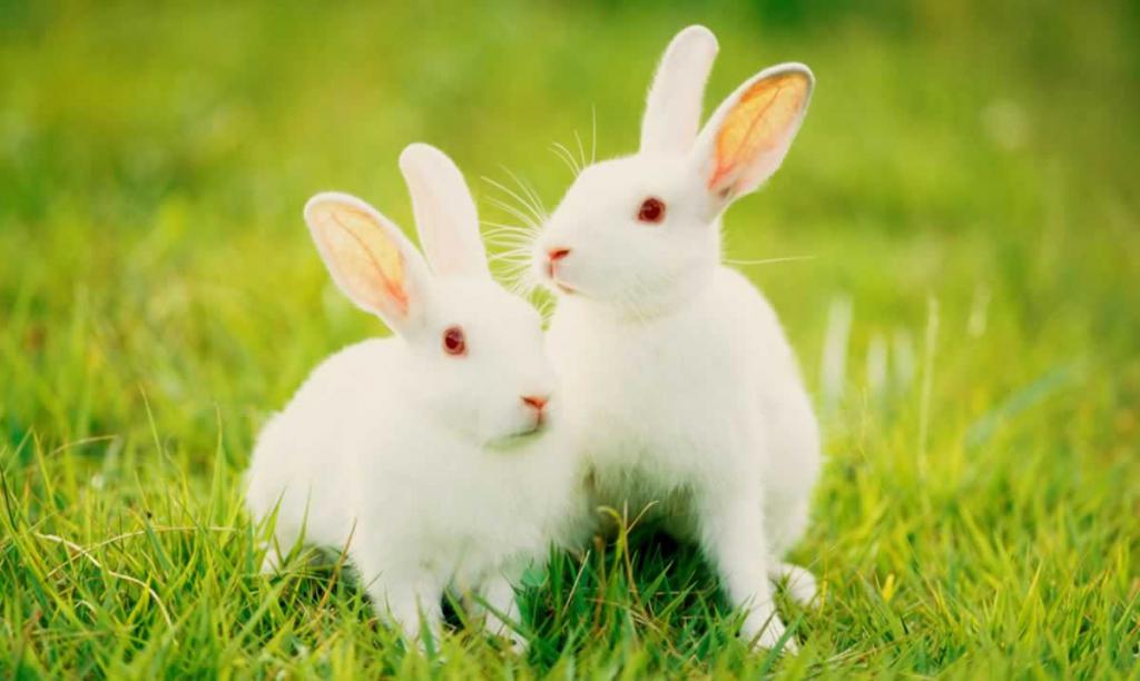 زندگی خرگوش‌ها
