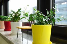 8 نکته مهم برای نگهداری گل و گیاه در آپارتمان