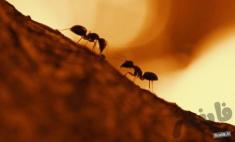 روش های دور کردن حشرات و مورچه ها از خانه