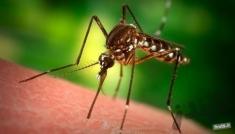 روشی جدید برای کشتن پشه های ناقل مالاریا