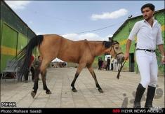 قیمت اسب از 14 میلیون تا 3 میلیارد تومان