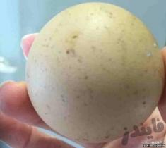یک تخم مرغ عجیب 2.5 میلیون تومان فروخته شد