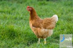خطرات مصرف جگر مرغ