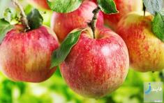 7 میوه برای از بین بردن چربی های شکم