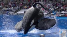 نهنگی که مربی خود را کشته بود، در 36 سالگی درگذشت