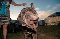 زشت ترین سگ دنیا در سال 2017!