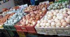 بحران ورود تخم مرغ‌های آلوده به فروشگاه های اروپایی