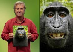 عکس سلفی جنجالی با میمون / عکاس حاضر شد به میمون هم سهم بدهد