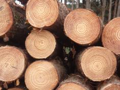 کشف محموله سنگین چوب قاچاق در قائمشهر