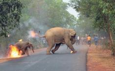 فیلی در حال سوختن! عکسی که نامزد بهترین عکس حیات وحش جهان شد
