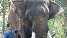 فیل معروف تایلند، صاحبش را کشت!