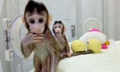 تولید دو میمون در چین با استفاده از روش شبیه سازی
