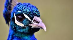 طاووس زیبایی که برای صاحب آمریکایی‌اش دردسر ساز شد