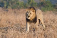 شکارچی غیرقانونی، توسط شیرهای آفریقایی بلعیده شد!