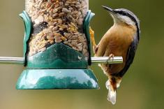 مراقب غذا دادن به پرندگان باشید / شیوع بیماری‌های واگیردار در پرندگان خانگی