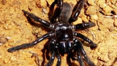مرگ پیرترین عنکبوت جهان، در 43 سالگی!