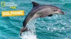 دزدیدن دلفین توسط یک توریست، خشم مردم چین را برانگیخت