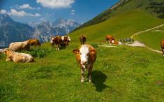 تصاویر جشن ییلاق گاوهای فرانسوی را ببینید