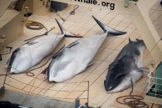 صیدی در ژاپن که جنجال جهانی به پا کرد / 122 نهنگ حامله صید شدند