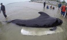 یک نهنگ پس از خوردن 8 کیلوگرم پلاستیک، کشته شد