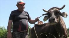 دعوای بلغارستان و صربستان بر سر عبور یک گاوه از مرز!