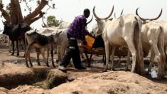 درگیری مرگبار کشاورزان و دامداران در نیجریه، 86 کشته برجای گذاشت