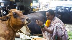 یک مرد مسلمان به دلیل قاچاق گاو توسط هندوها کشته شد