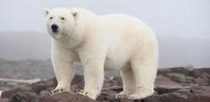 انتقادها از کشتن یک خرس قطبی توسط توریست ها در نروژ