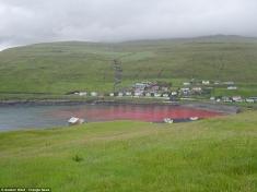 دریایی پر از خون / ماجرای 59 هزار ساکن جزیره ای که از گوشت نهنگ تغذیه می کنند