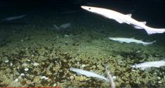تصاویری تماشایی از کشف مهدکودک کوسه‌های نادر در عمق 760 متری دریا