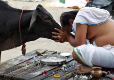 اعتراض به کشته شدن یک گاو، جان 2 هندی را گرفت!
