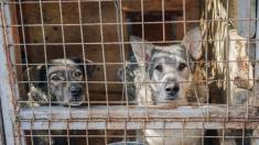 کره جنوبی بزرگترین کشتارگاه سگ‌ها را تعطیل کرد